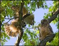 _0SB8118 great-horned owlets